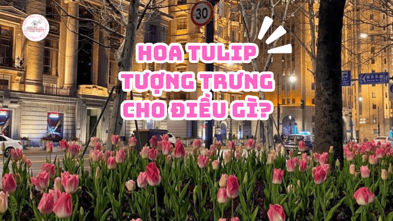 Hoa tulip tím là nguồn cảm hứng trong nghệ thuật và văn hóa